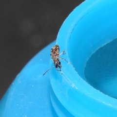 Remaudiereana inornata at Fadden, ACT - 5 Feb 2018 10:41 PM