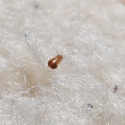Blattodea (order) (Unidentified cockroach) at Fadden, ACT - 7 Feb 2018 by YumiCallaway