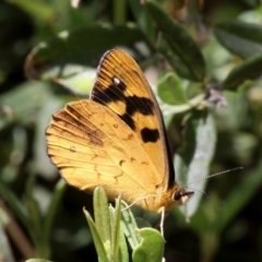 Heteronympha solandri (Solander's Brown) at Cotter River, ACT - 17 Jan 2016 by HarveyPerkins