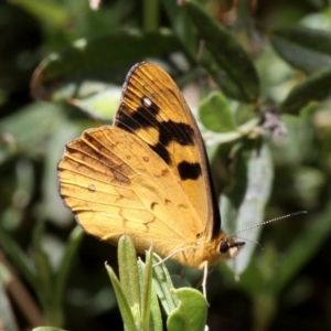 Heteronympha solandri at Cotter River, ACT - 17 Jan 2016 02:28 PM