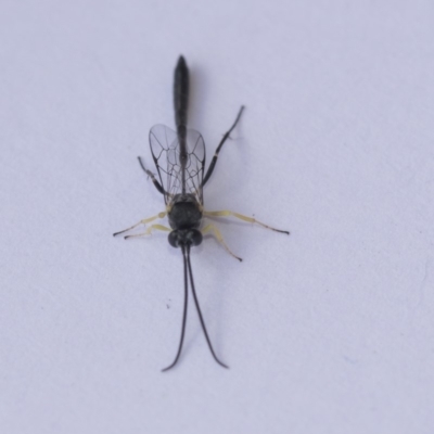 Campopleginae (subfamily) (An Ichneumon Parasitic Wasp) at Higgins, ACT - 3 Feb 2018 by AlisonMilton