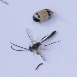 Campopleginae (subfamily) at Higgins, ACT - 3 Feb 2018