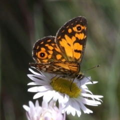 Oreixenica orichora (Spotted Alpine Xenica) at Namadgi National Park - 17 Jan 2016 by HarveyPerkins