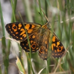 Oreixenica orichora (Spotted Alpine Xenica) at Namadgi National Park - 17 Jan 2016 by HarveyPerkins