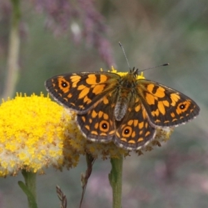 Oreixenica orichora at Cotter River, ACT - 17 Jan 2016