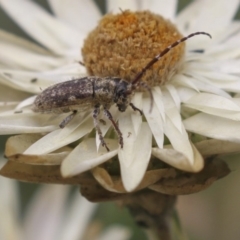 Rhytiphora paulla (Longhorn beetle) at Acton, ACT - 6 Feb 2018 by AlisonMilton