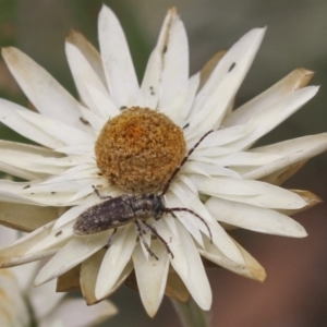 Rhytiphora paulla at Acton, ACT - 6 Feb 2018