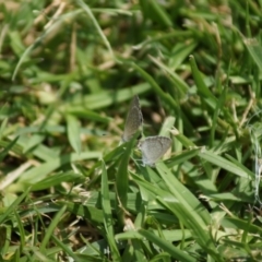 Zizina otis (Common Grass-Blue) at Parkes, ACT - 7 Feb 2018 by Tammy