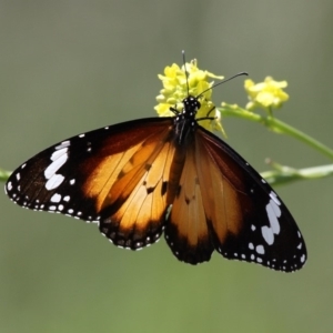 Danaus petilia at Tharwa, ACT - 7 Nov 2010