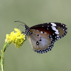 Danaus petilia at Tharwa, ACT - 7 Nov 2010 01:58 PM