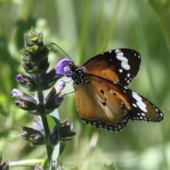 Danaus petilia at Tharwa, ACT - 7 Nov 2010