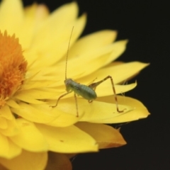 Caedicia sp. (genus) (Katydid) at Acton, ACT - 5 Feb 2018 by AlisonMilton