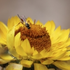 Heteropelma scaposum (Two-toned caterpillar parasite wasp) at Acton, ACT - 5 Feb 2018 by AlisonMilton