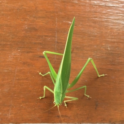 Caedicia sp. (genus) (Katydid) at Kambah, ACT - 9 Feb 2018 by CathyKatie