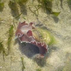 Hydatina physis (Brown-line Paperbubble) at Merimbula, NSW - 31 Mar 2017 by pmhillery