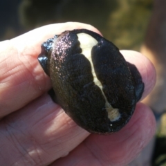 Scutus antipodes (Elephant Snail) at Merimbula, NSW - 1 Apr 2017 by pmhillery