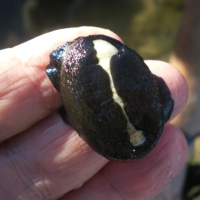 Scutus antipodes (Elephant Snail) at Merimbula, NSW - 31 Mar 2017 by pmhillery