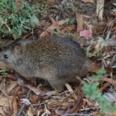 Potorous tridactylus (Long-nosed Potoroo) at Paddys River, ACT - 18 Mar 2017 by KMcCue