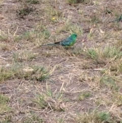 Psephotus haematonotus (Red-rumped Parrot) at Deakin, ACT - 7 Feb 2018 by KL