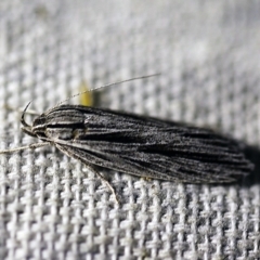Leistarcha scitissimella (A Timber Moth) at O'Connor, ACT - 8 Feb 2018 by ibaird