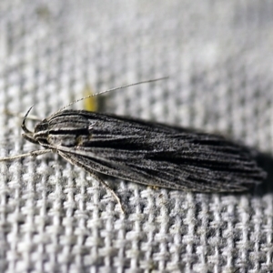 Leistarcha scitissimella at O'Connor, ACT - 8 Feb 2018