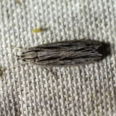 Leistarcha scitissimella at O'Connor, ACT - 8 Feb 2018 10:17 PM