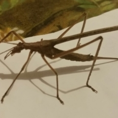 Zaprochilus australis (Twig-mimic katydid) at Macquarie, ACT - 7 Feb 2018 by LuluBird