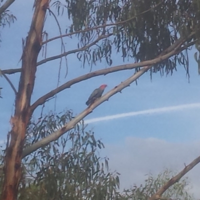 Callocephalon fimbriatum (Gang-gang Cockatoo) at Griffith, ACT - 8 Feb 2018 by ianandlibby1