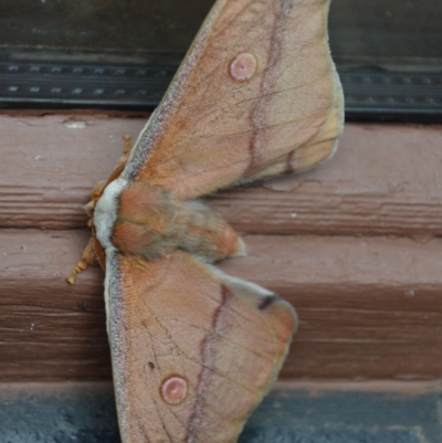Opodiphthera helena (Helena Gum Moth) at Wamboin, NSW - 27 Oct 2016 by natureguy