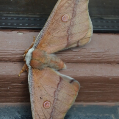 Opodiphthera helena (Helena Gum Moth) at Wamboin, NSW - 27 Oct 2016 by natureguy