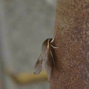 Hippotion scrofa at Wamboin, NSW - 30 Dec 2016