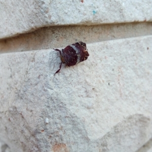 Platybrachys sp. (genus) at Fadden, ACT - 10 Feb 2018 11:01 AM