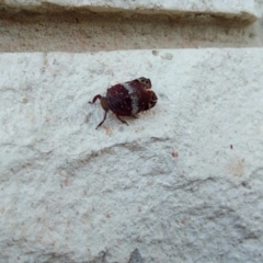 Platybrachys sp. (genus) at Fadden, ACT - 10 Feb 2018 11:01 AM