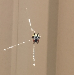 Austracantha minax (Christmas Spider, Jewel Spider) at Gordon, ACT - 10 Feb 2018 by Quantumcat