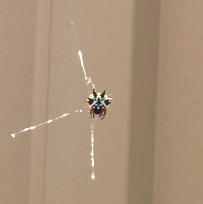 Austracantha minax (Christmas Spider, Jewel Spider) at Gordon, ACT - 10 Feb 2018 by Quantumcat