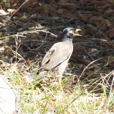 Acridotheres tristis (Common Myna) at Ainslie, ACT - 7 Feb 2018 by jbromilow50
