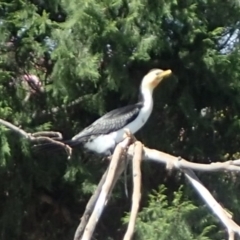 Microcarbo melanoleucos (Little Pied Cormorant) at Yarralumla, ACT - 8 Feb 2018 by jbromilow50