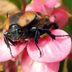 Chondropyga dorsalis (Cowboy beetle) at Macarthur, ACT - 9 Feb 2018 by RodDeb