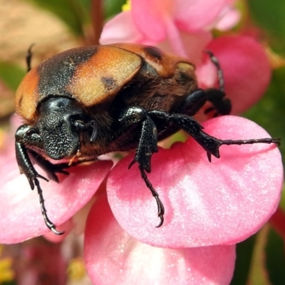 Chondropyga dorsalis (Cowboy beetle) at Macarthur, ACT - 8 Feb 2018 by RodDeb