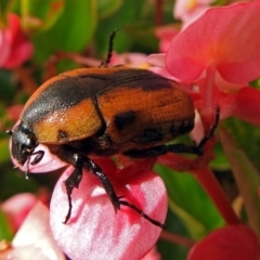 Chondropyga dorsalis at Macarthur, ACT - 9 Feb 2018