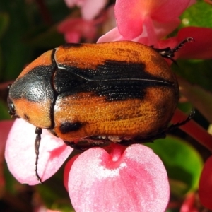 Chondropyga dorsalis at Macarthur, ACT - 9 Feb 2018