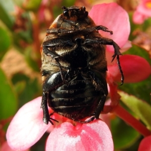 Chondropyga dorsalis at Macarthur, ACT - 9 Feb 2018