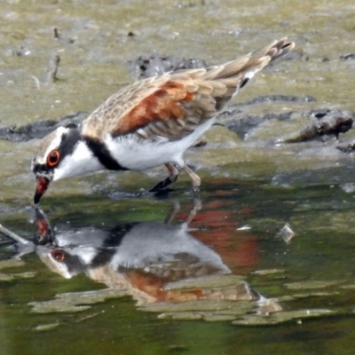 Charadrius melanops (Black-fronted Dotterel) at Jerrabomberra Wetlands - 9 Feb 2018 by RodDeb