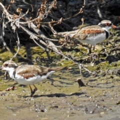 Charadrius melanops at Fyshwick, ACT - 9 Feb 2018 11:17 AM