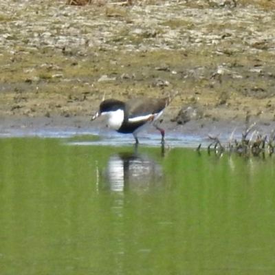 Erythrogonys cinctus (Red-kneed Dotterel) at Jerrabomberra Wetlands - 9 Feb 2018 by RodDeb