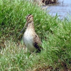 Gallinago hardwickii (Latham's Snipe) at Jerrabomberra Wetlands - 9 Feb 2018 by RodDeb