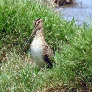 Gallinago hardwickii at Fyshwick, ACT - 9 Feb 2018