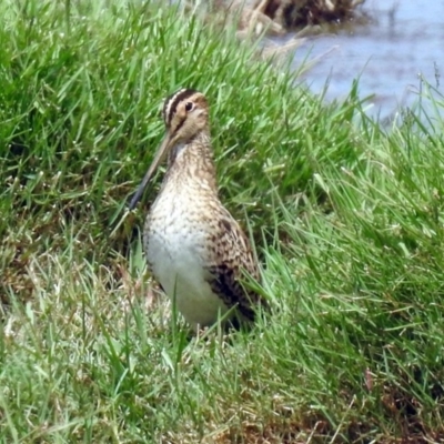 Gallinago hardwickii (Latham's Snipe) at Jerrabomberra Wetlands - 9 Feb 2018 by RodDeb