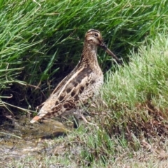 Gallinago hardwickii at Fyshwick, ACT - 9 Feb 2018 11:46 AM