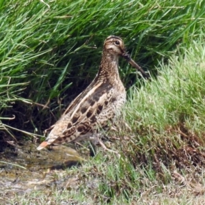 Gallinago hardwickii at Fyshwick, ACT - 9 Feb 2018 11:46 AM